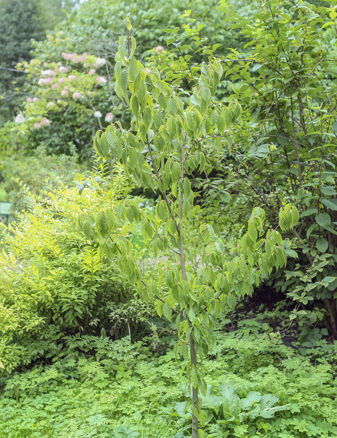 Image of Acer carpinifolium specimen.