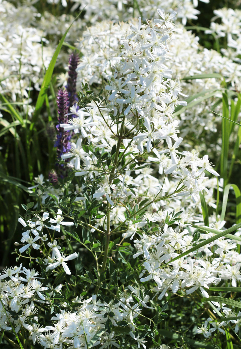 Изображение особи Clematis lathyrifolia.