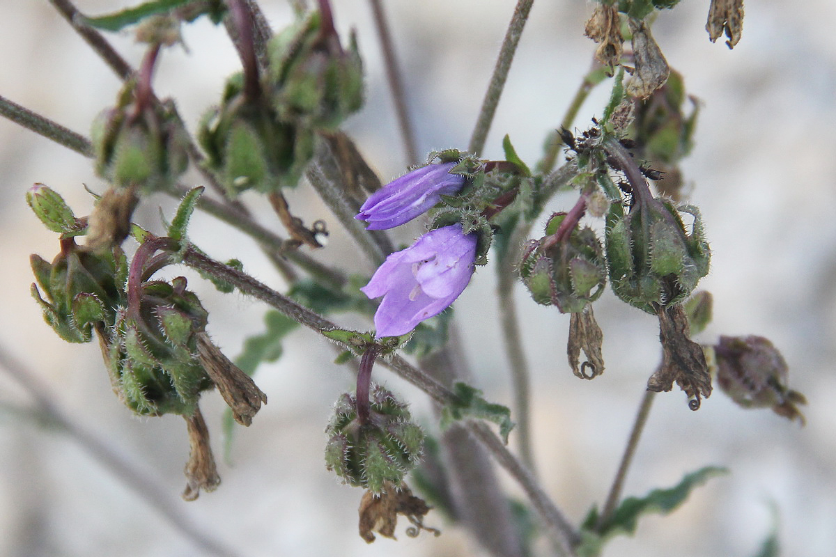 Image of Campanula praealta specimen.