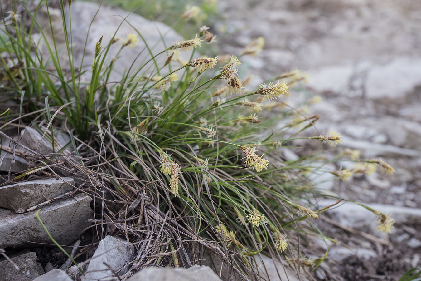 Изображение особи Carex halleriana.