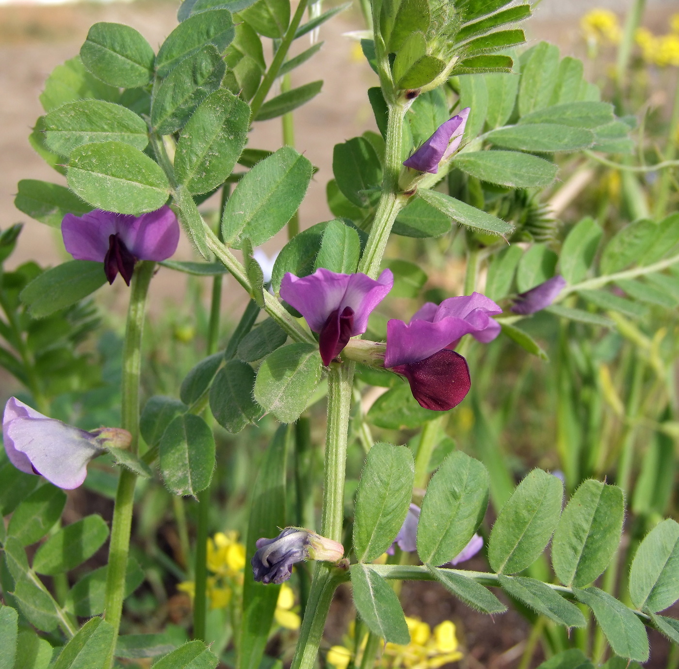 Image of Vicia sativa specimen.