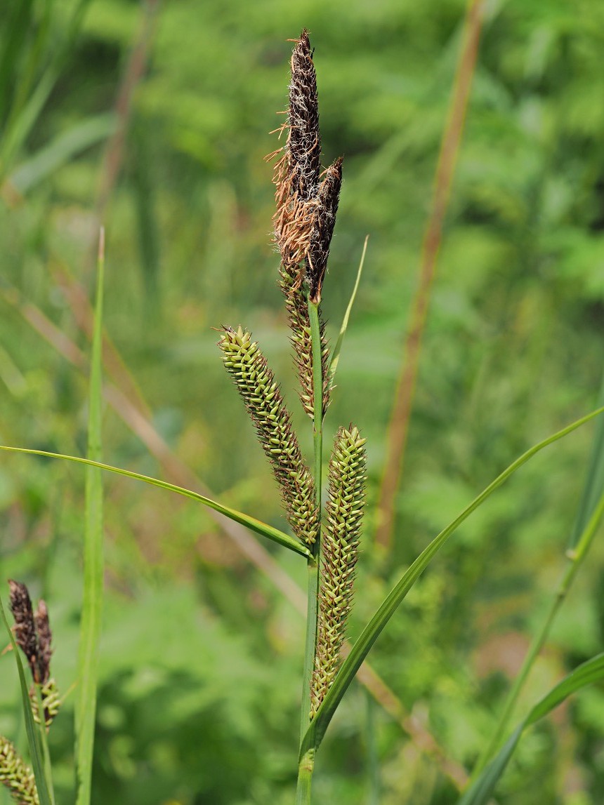 Image of Carex acutiformis specimen.