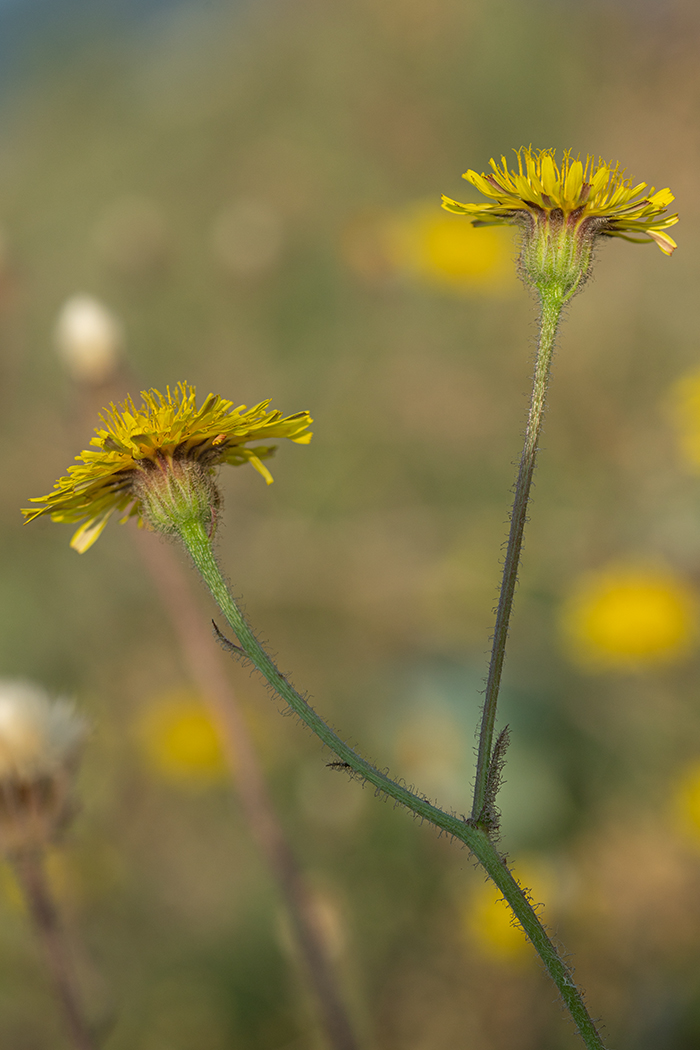 Image of Crepis foetida specimen.