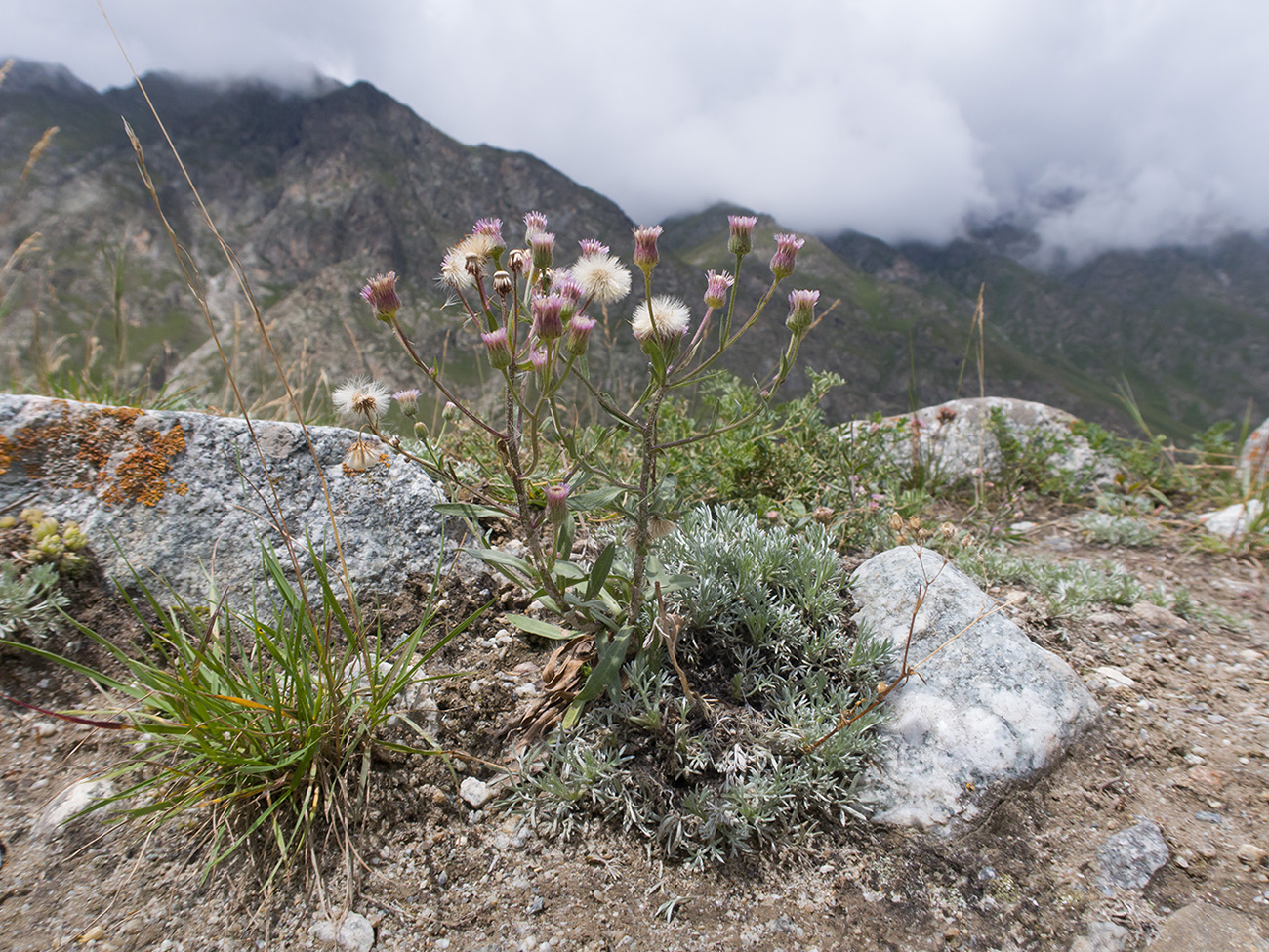 Image of Erigeron acris ssp. botschantzevii specimen.