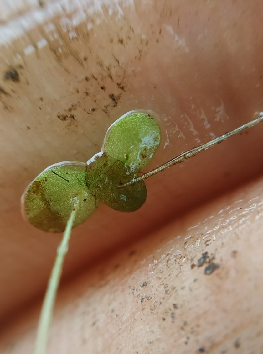 Image of Lemna minor specimen.