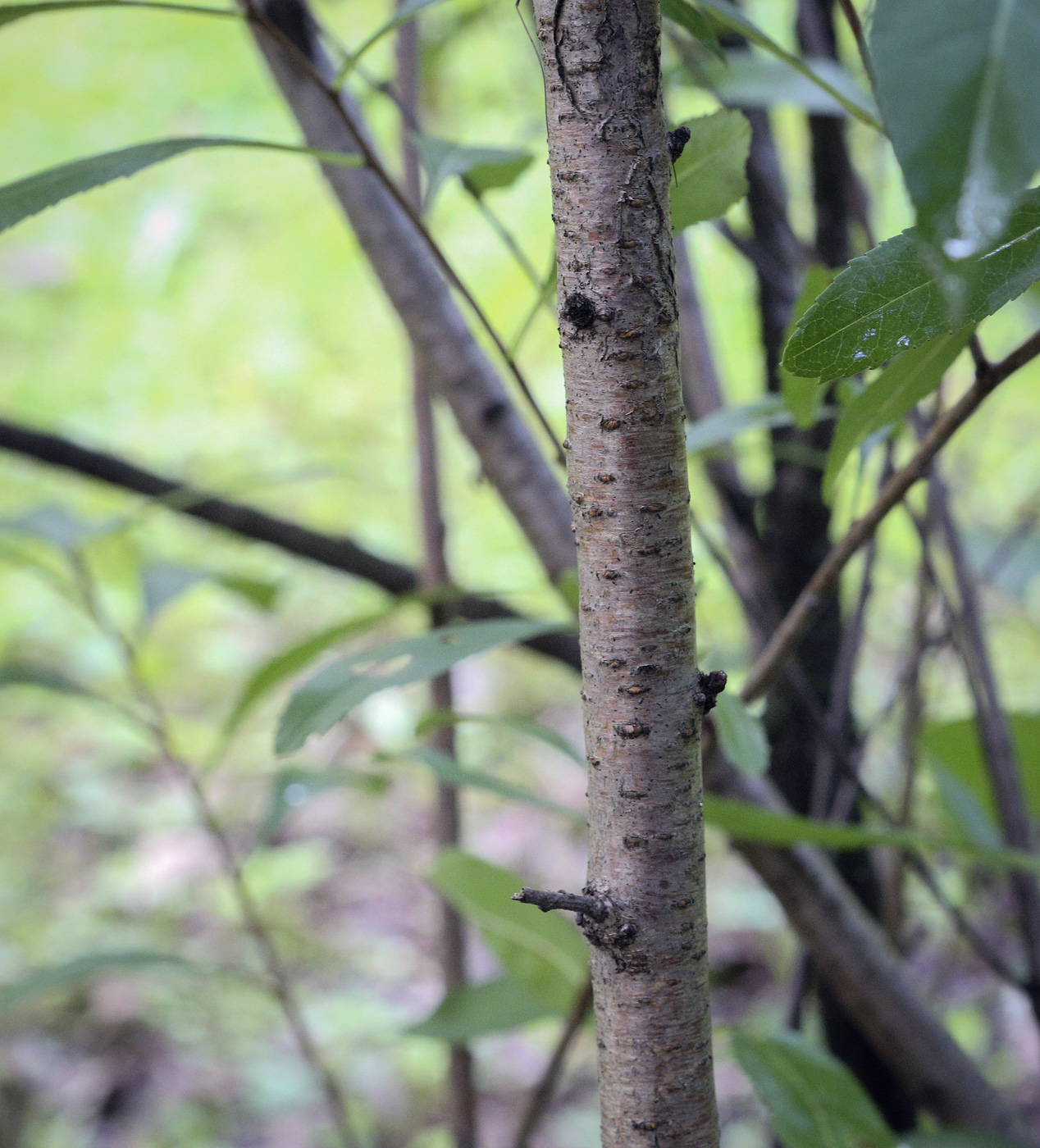 Изображение особи Amygdalus georgica.