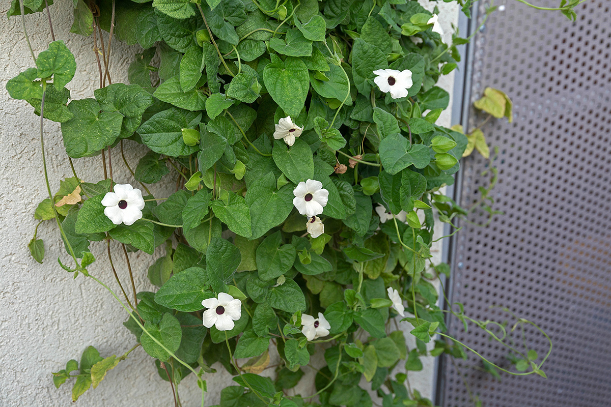 Изображение особи Thunbergia alata.