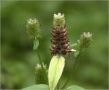 Prunella vulgaris