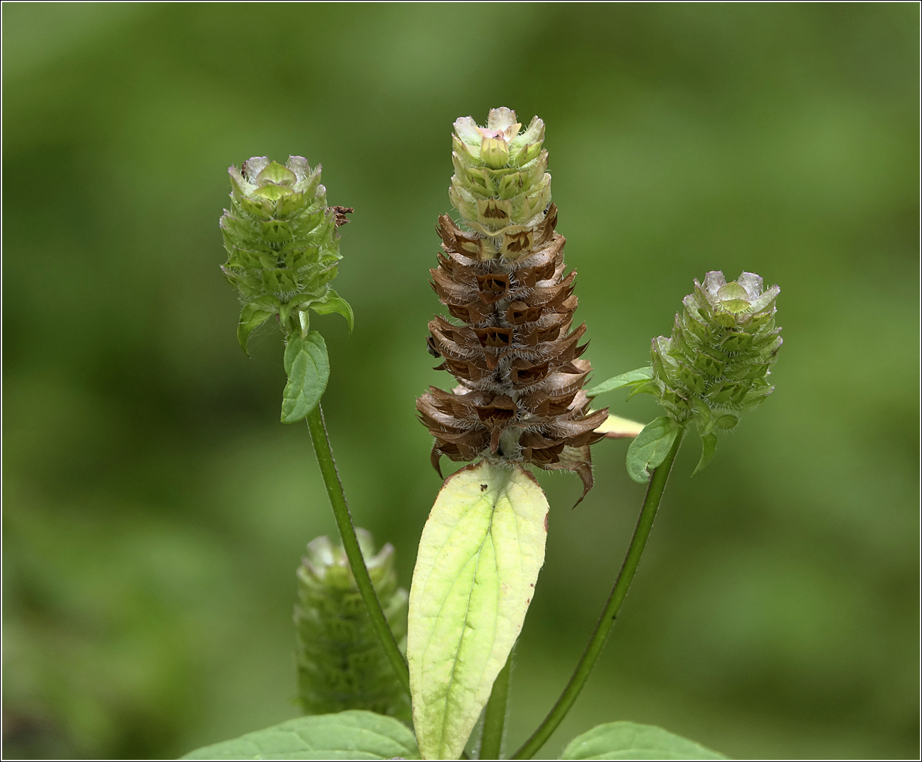 Image of Prunella vulgaris specimen.