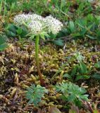 Pachypleurum alpinum. Цветущее растение. Полярный Урал, долина р. Бадьяшор, южный берег оз. Естото. 30.07.2010.