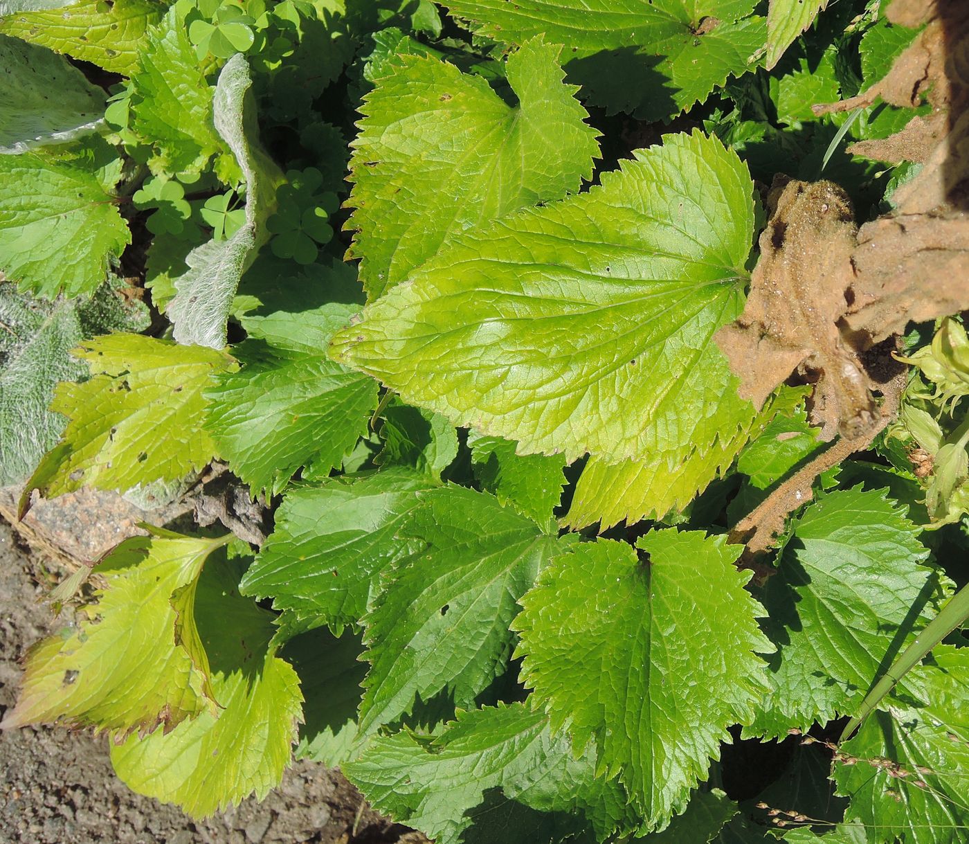 Image of genus Campanula specimen.