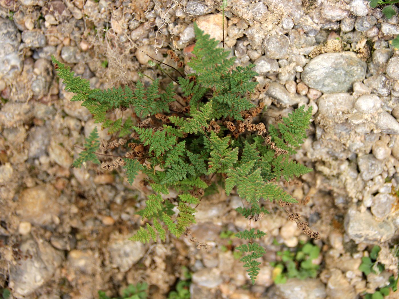 Изображение особи Oeosporangium persicum.