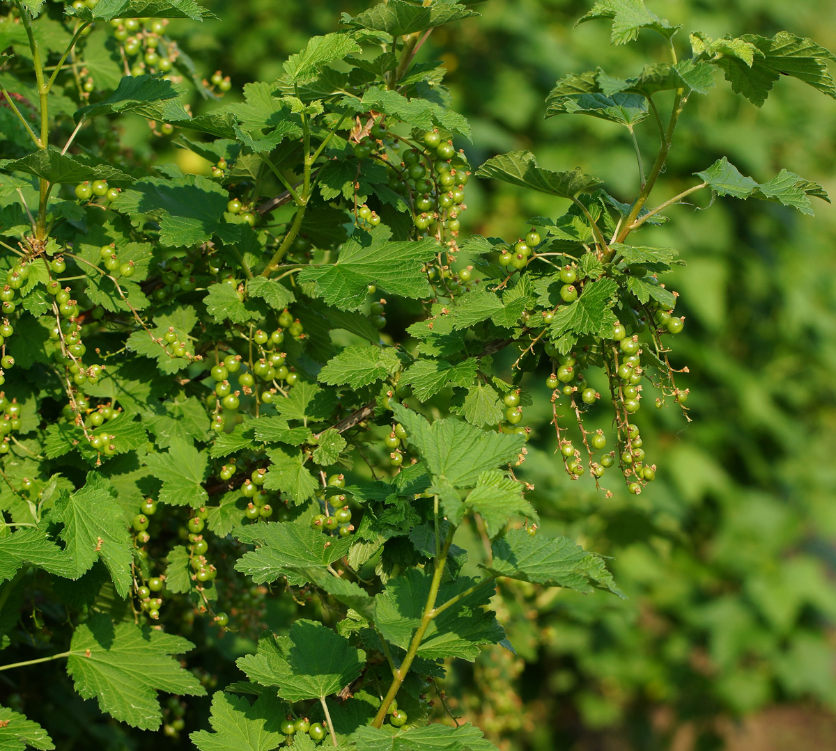 Image of Ribes nigrum specimen.