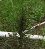 Cirsium palustre