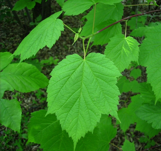 Image of Acer spicatum specimen.