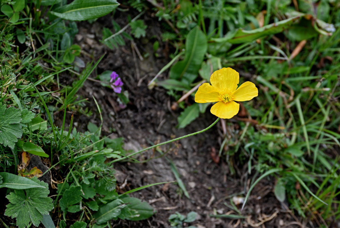 Изображение особи Papaver croceum.