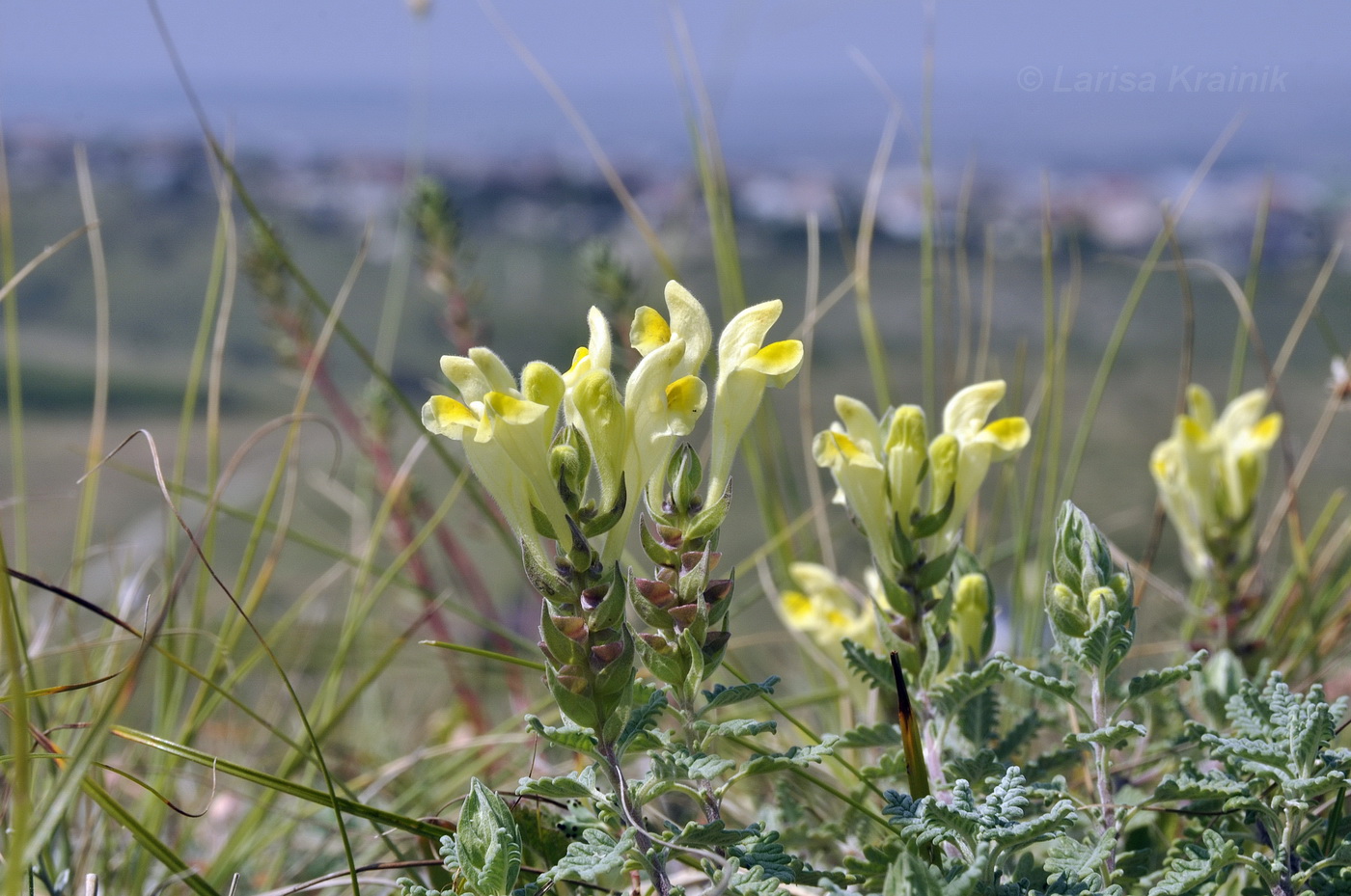 Изображение особи Scutellaria orientalis.