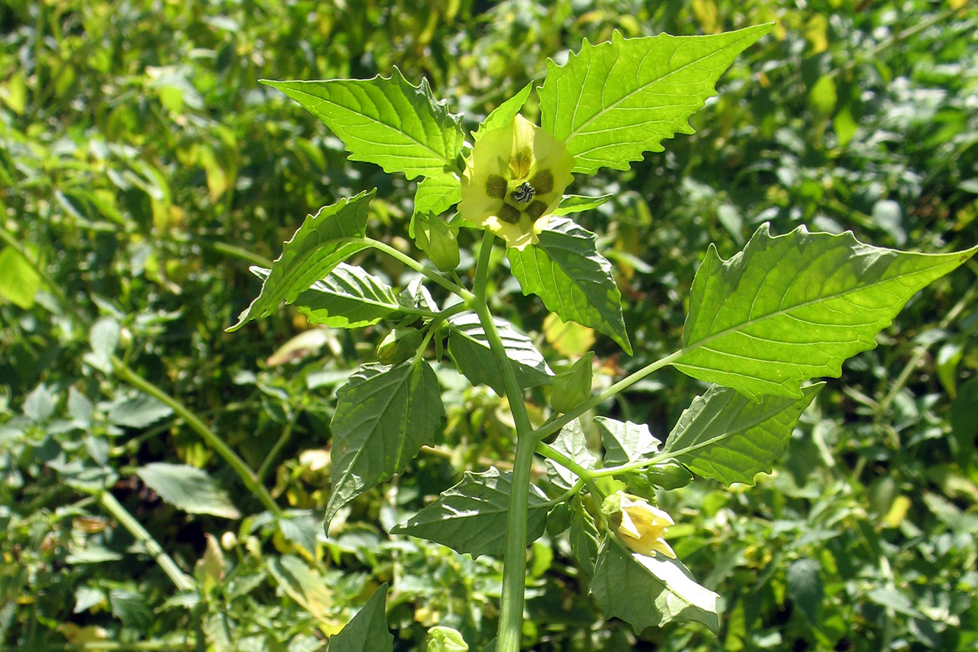 Изображение особи Physalis ixocarpa.