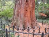 Sequoiadendron giganteum