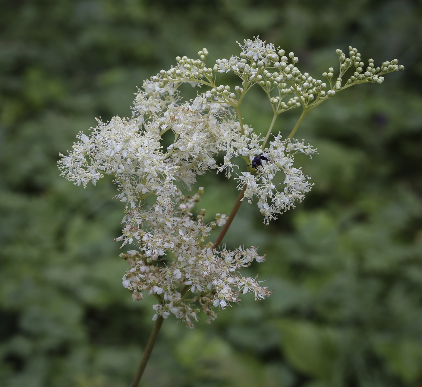 Изображение особи Filipendula ulmaria.