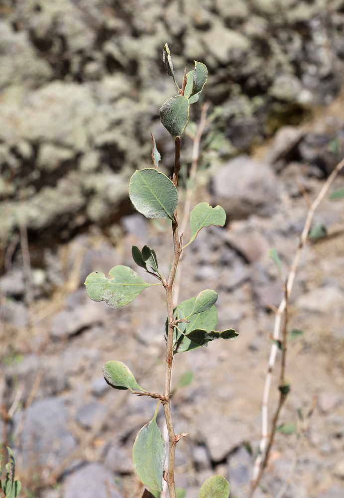 Image of Atraphaxis pyrifolia specimen.