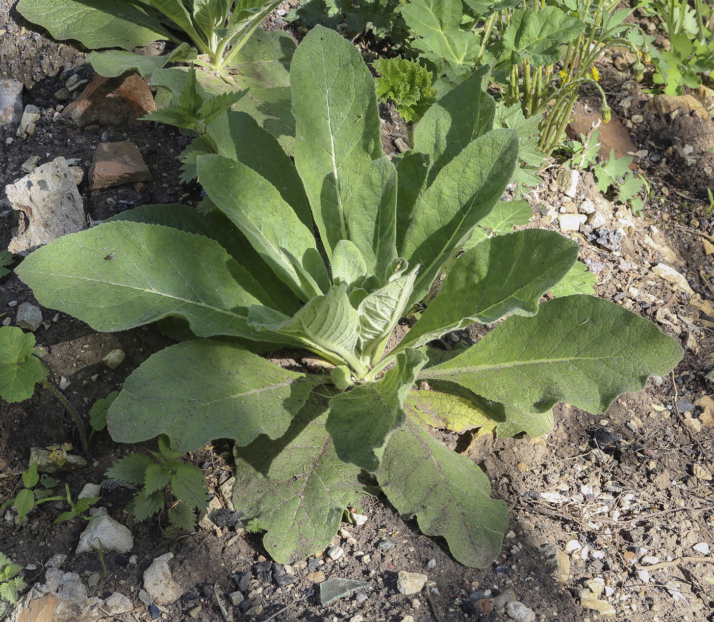 Изображение особи Verbascum thapsus.