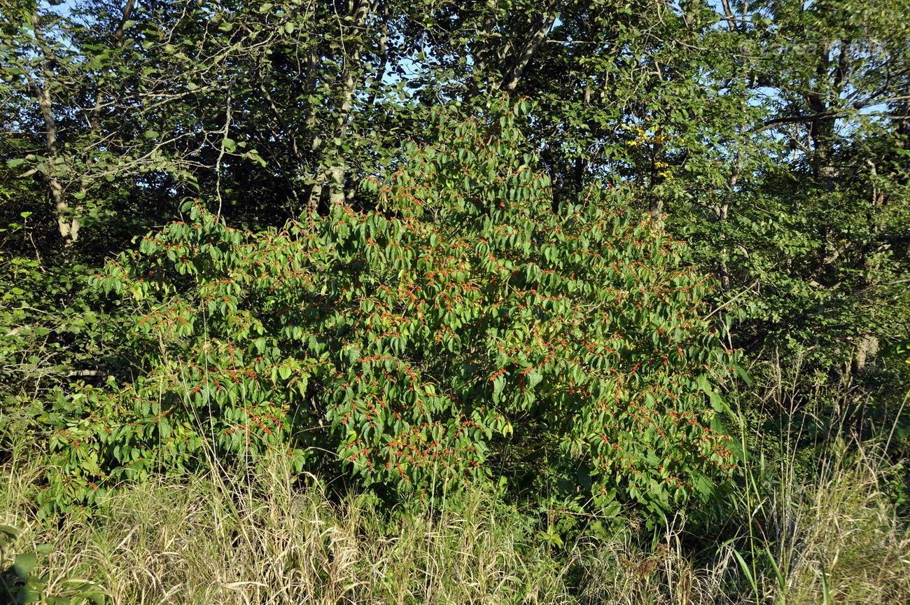 Image of Lonicera maackii specimen.