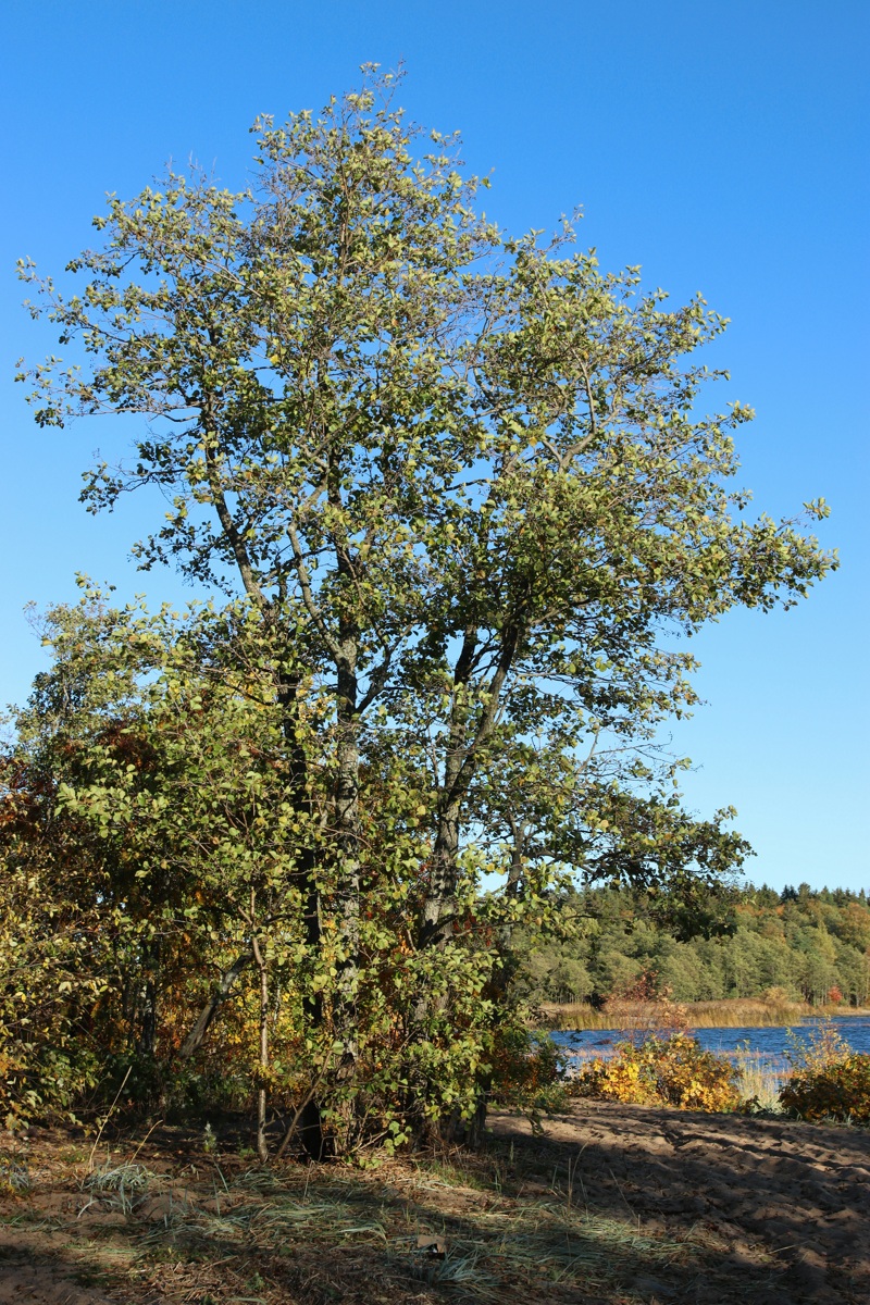 Изображение особи Alnus glutinosa.