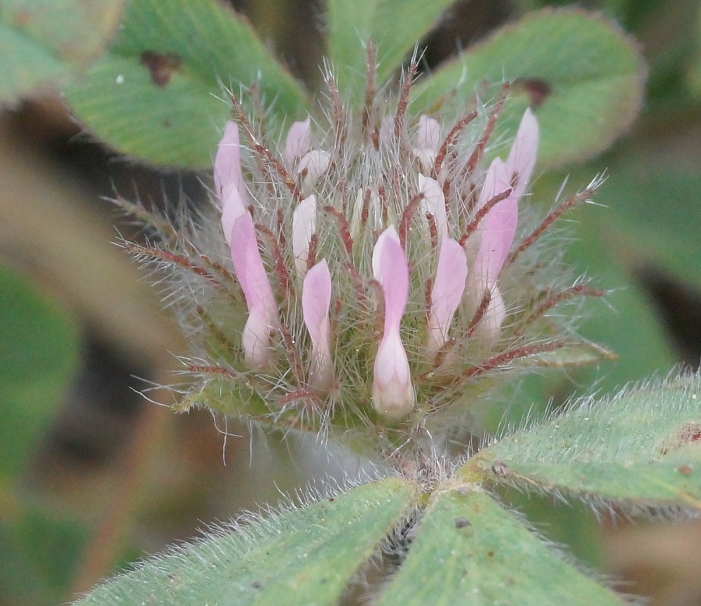 Image of Trifolium hirtum specimen.