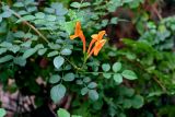 Tecomaria capensis