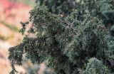 Juniperus oxycedrus. Верхушка ветви с микростробилами. Марокко, обл. Марракеш - Сафи, хр. Высокий Атлас, перевал Тизи-н'Тишка, ≈ 2000 м н.у.м., каменистый склон. 01.01.2023.