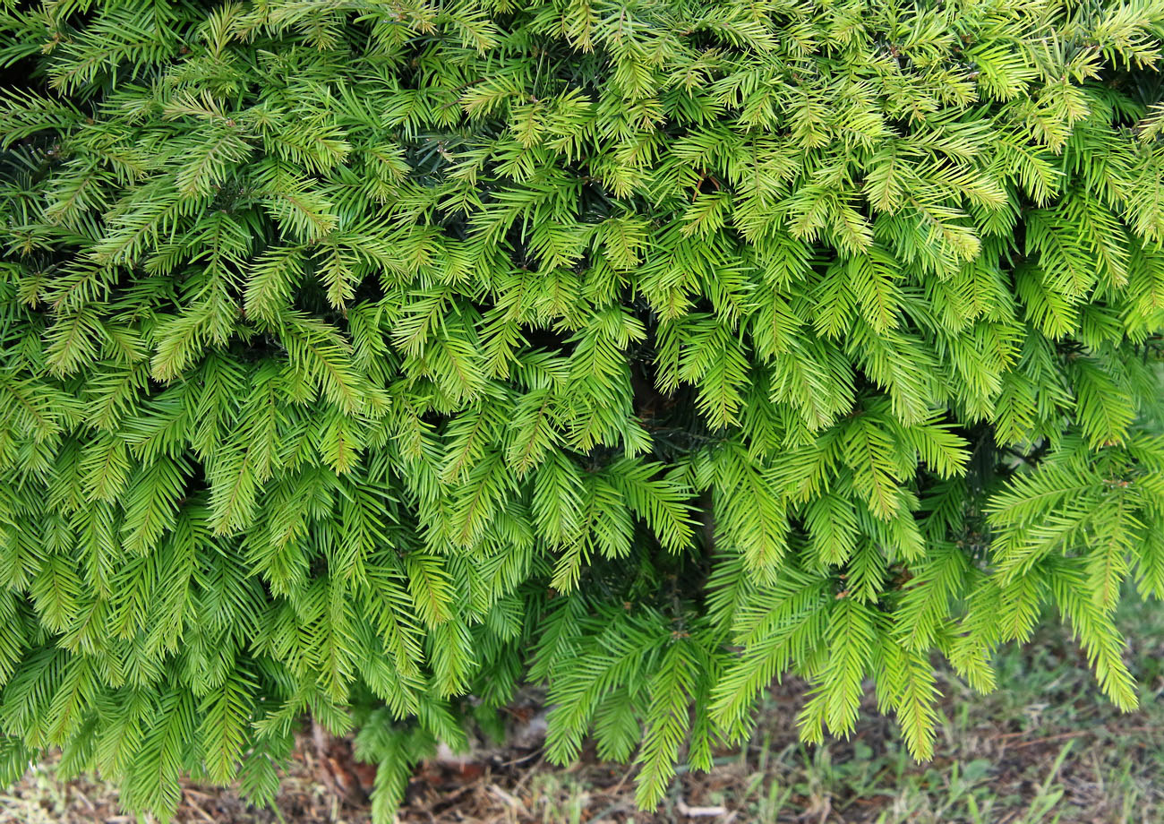 Image of genus Taxus specimen.