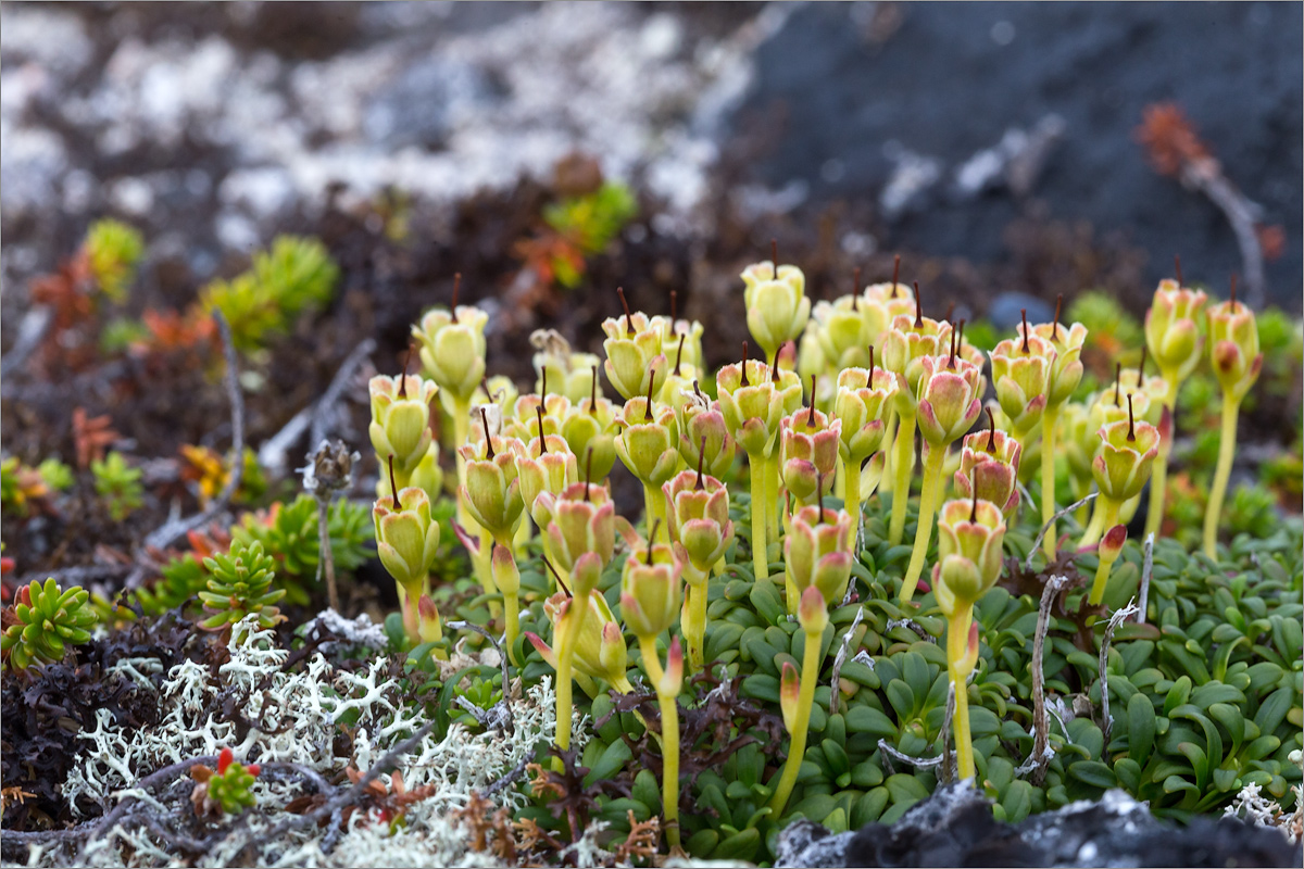 Image of Diapensia lapponica specimen.