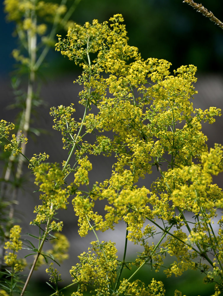 Image of Galium verum specimen.