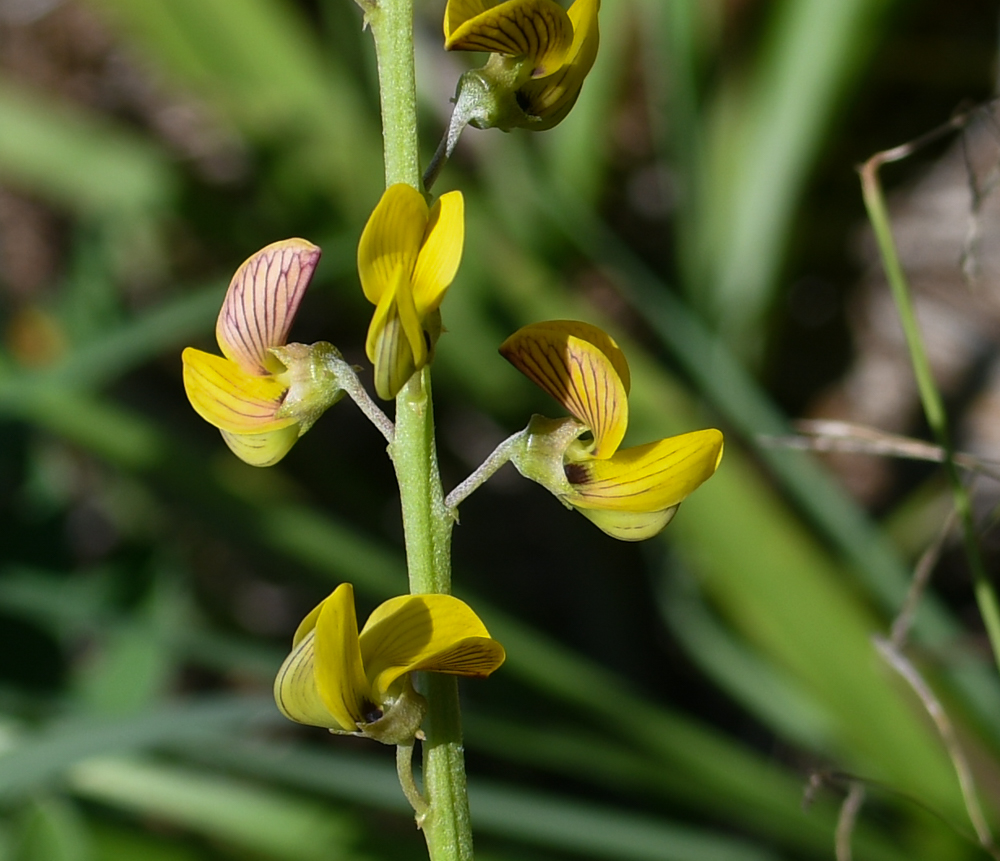 Image of Crotalaria lanceolata specimen.