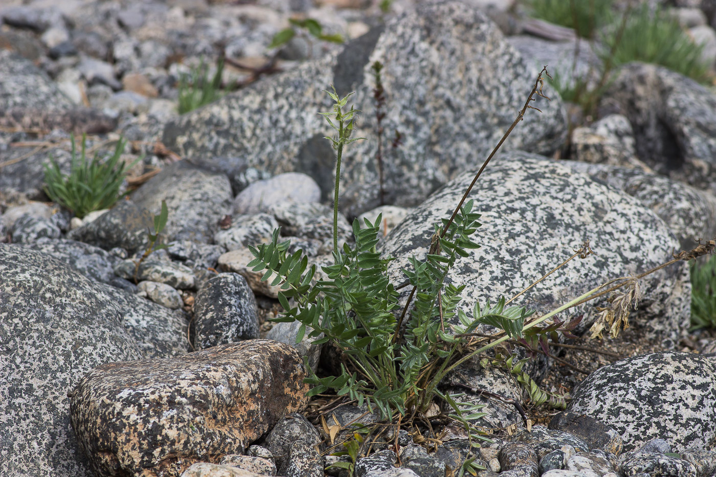 Image of familia Fabaceae specimen.