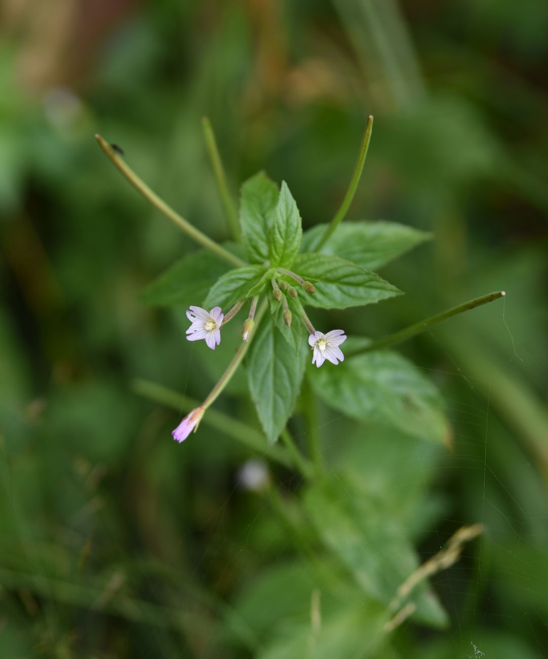 Image of genus Epilobium specimen.