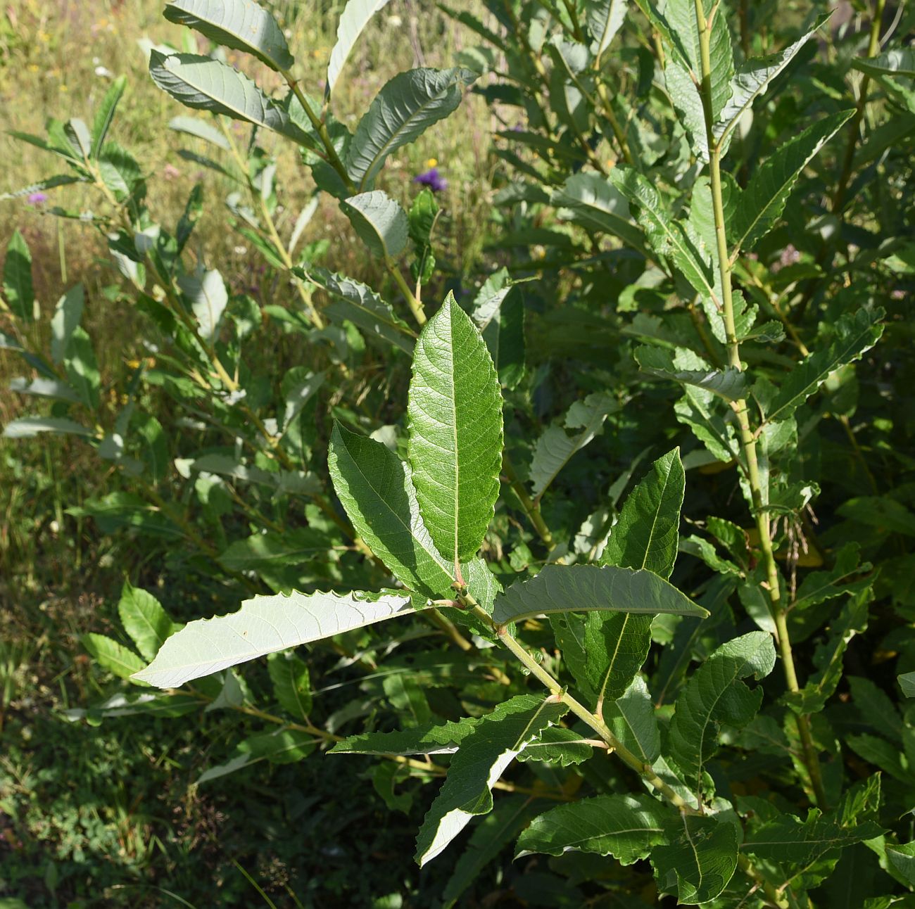 Image of Salix caucasica specimen.