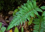 Polystichum braunii. Вайя с сорусами. Грузия, Аджария, национальный парк \"Мтирала\", широколиственный лес. 17.06.2023.