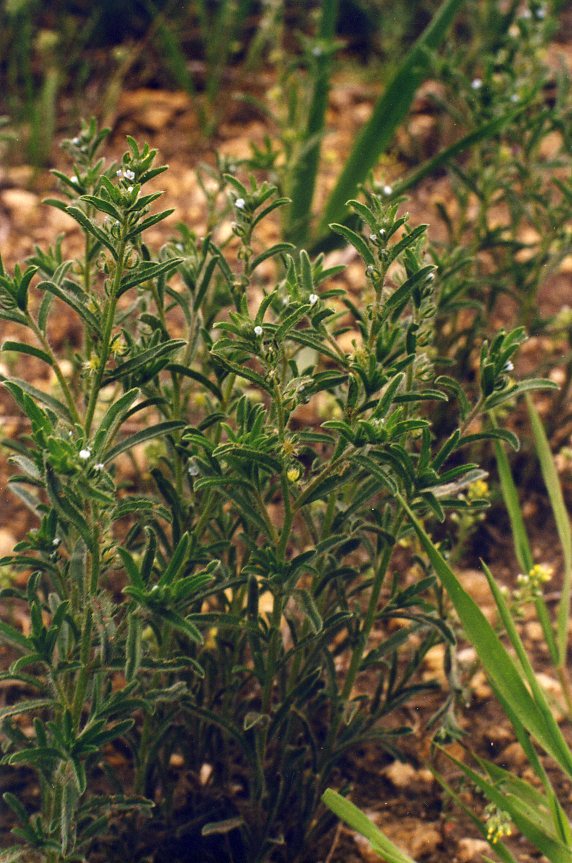 Image of genus Lappula specimen.