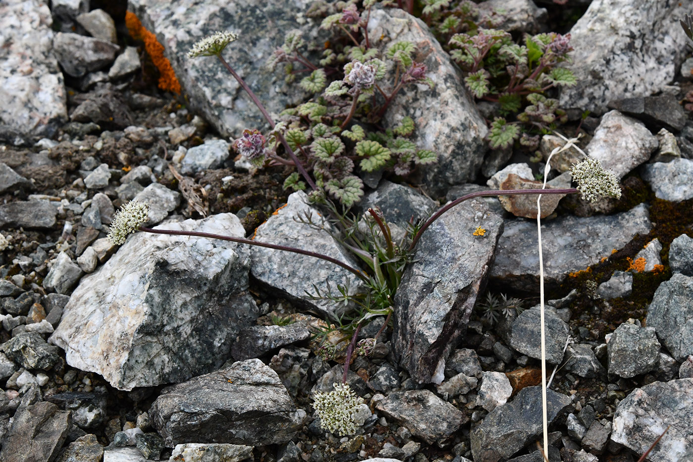 Image of Schulzia albiflora specimen.