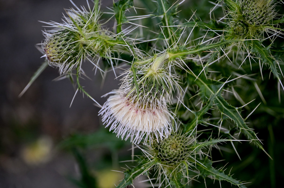 Image of Cirsium echinus specimen.