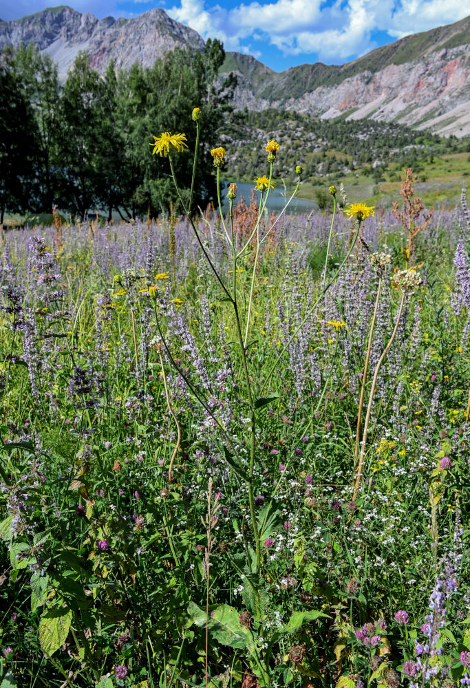 Image of Crepis sibirica specimen.