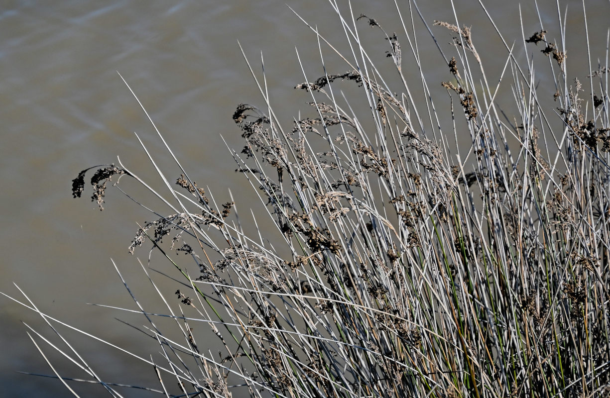 Изображение особи Juncus arabicus.