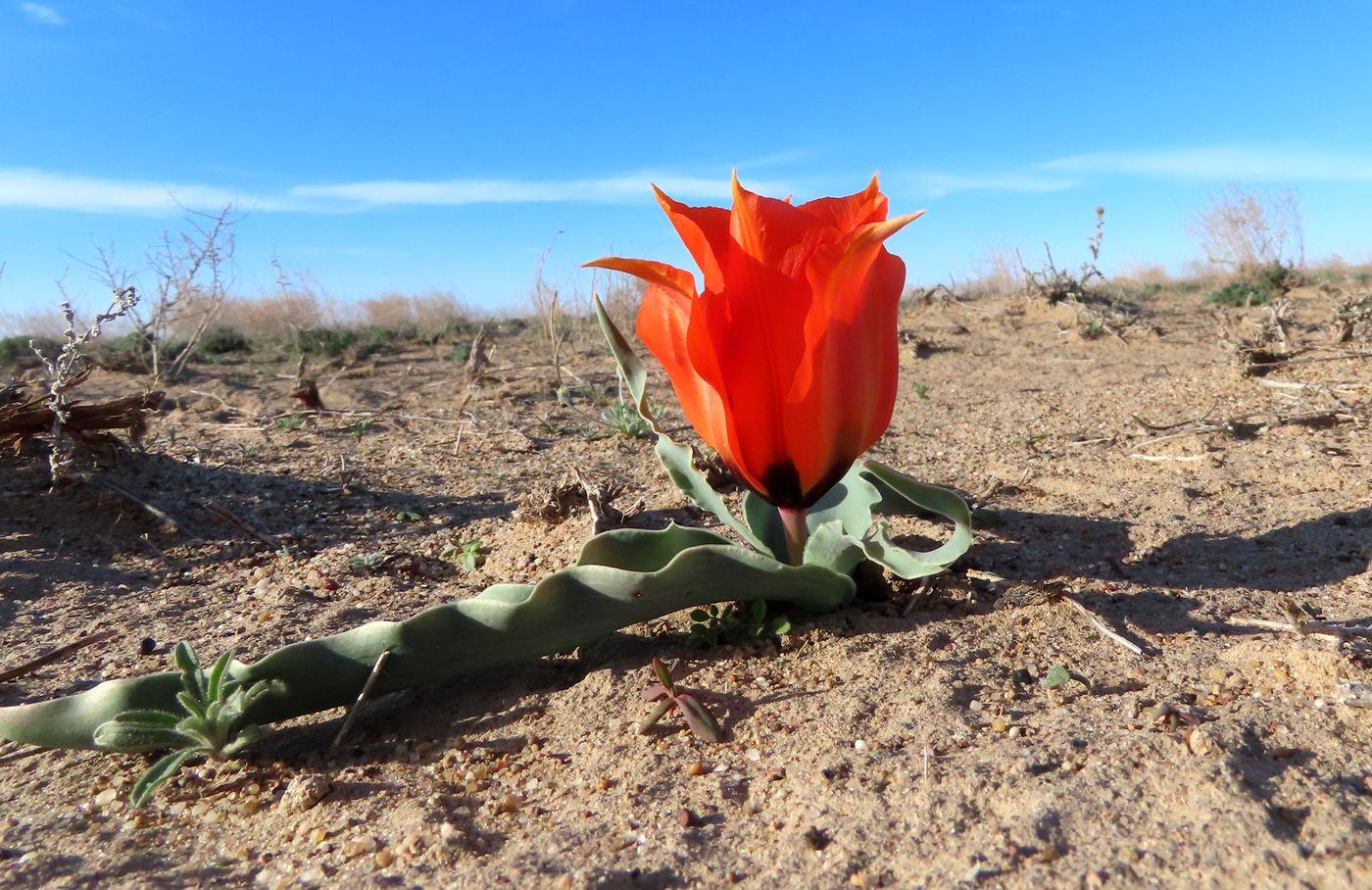 Image of Tulipa borszczowii specimen.