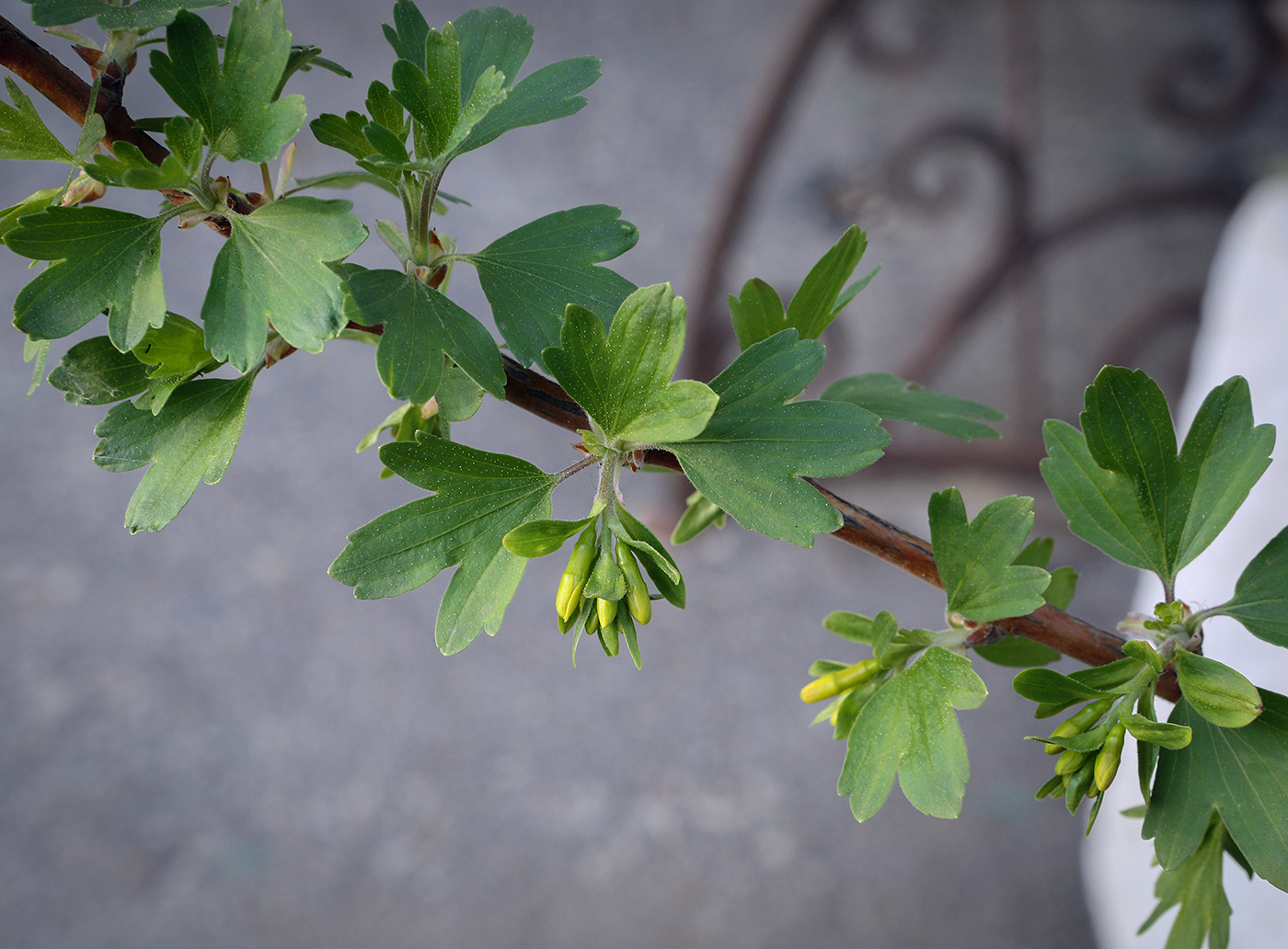 Изображение особи Ribes aureum.