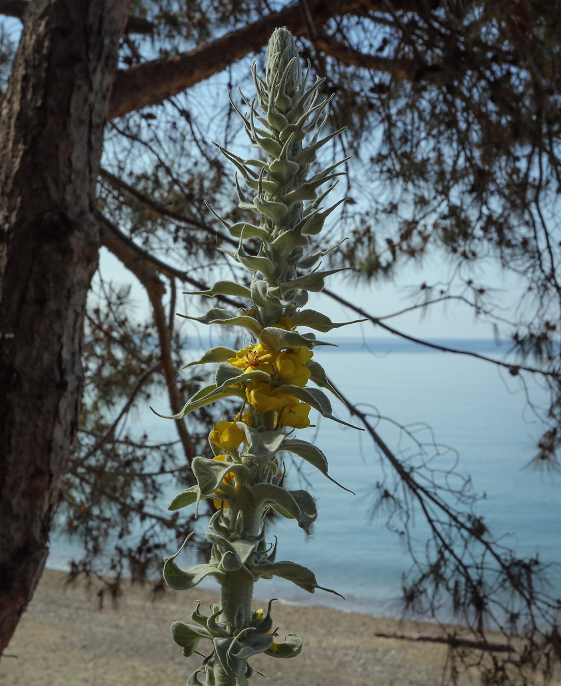 Изображение особи Verbascum gnaphalodes.