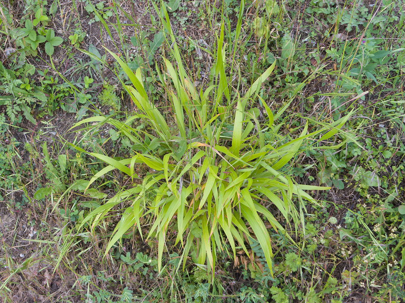 Изображение особи Brachypodium sylvaticum.