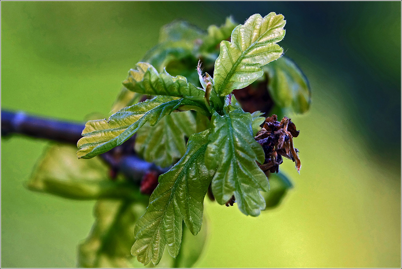 Изображение особи Quercus robur.