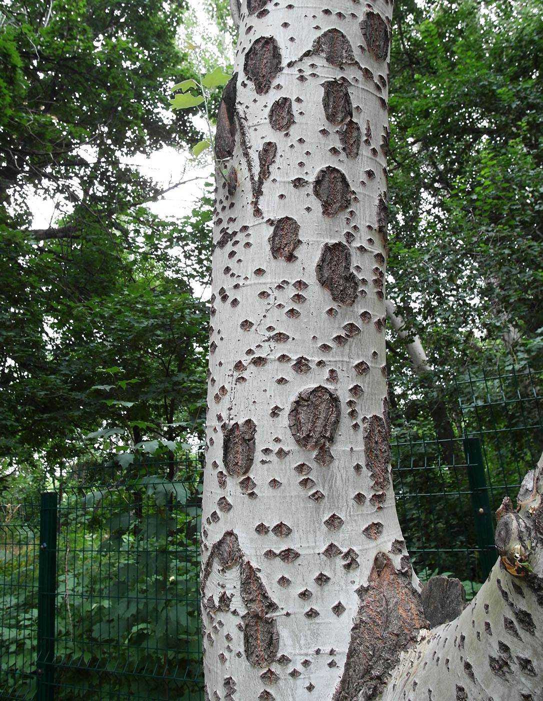 Image of Populus alba specimen.